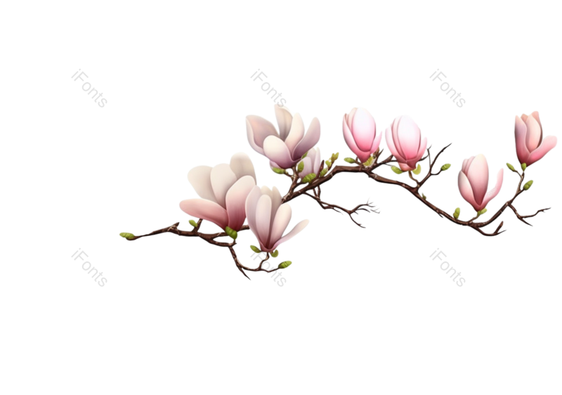 粉红色的花图片,白色背景元素,植物PNG,免抠素材